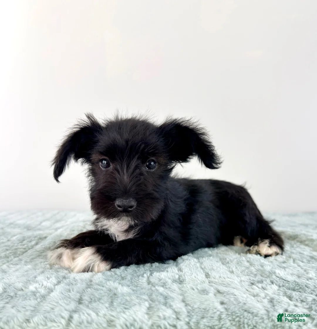 Miniature Schnauzer dogs for sale: AKC Sophie  - Ad 1