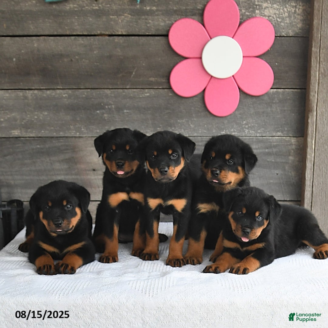 Rottweiler puppies for sale in Fredericksburg Lancaster Puppies