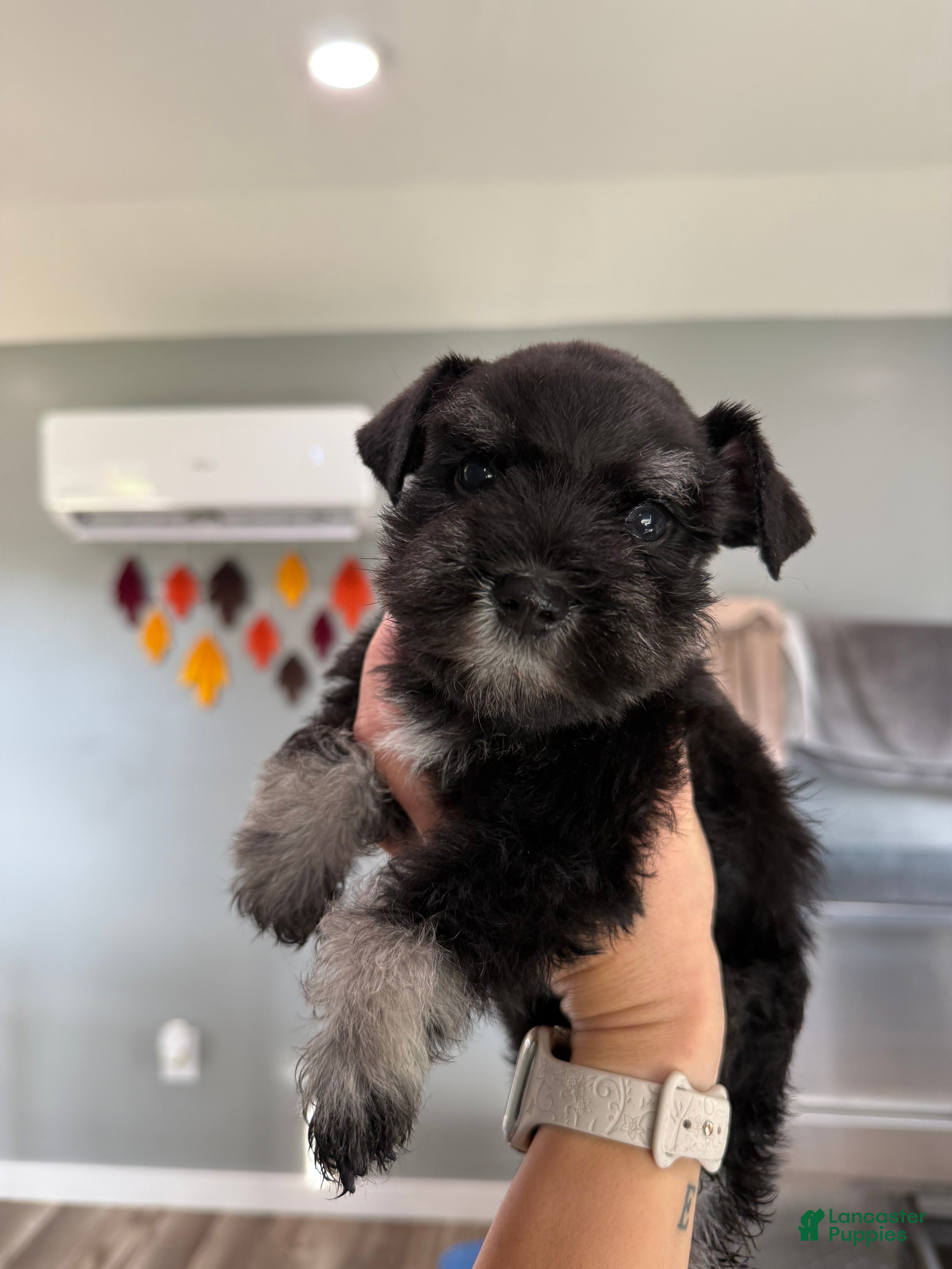 Miniature Schnauzer dogs Fig - Ad 27