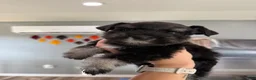 Miniature Schnauzer dogs for sale: Fig - Ad 6