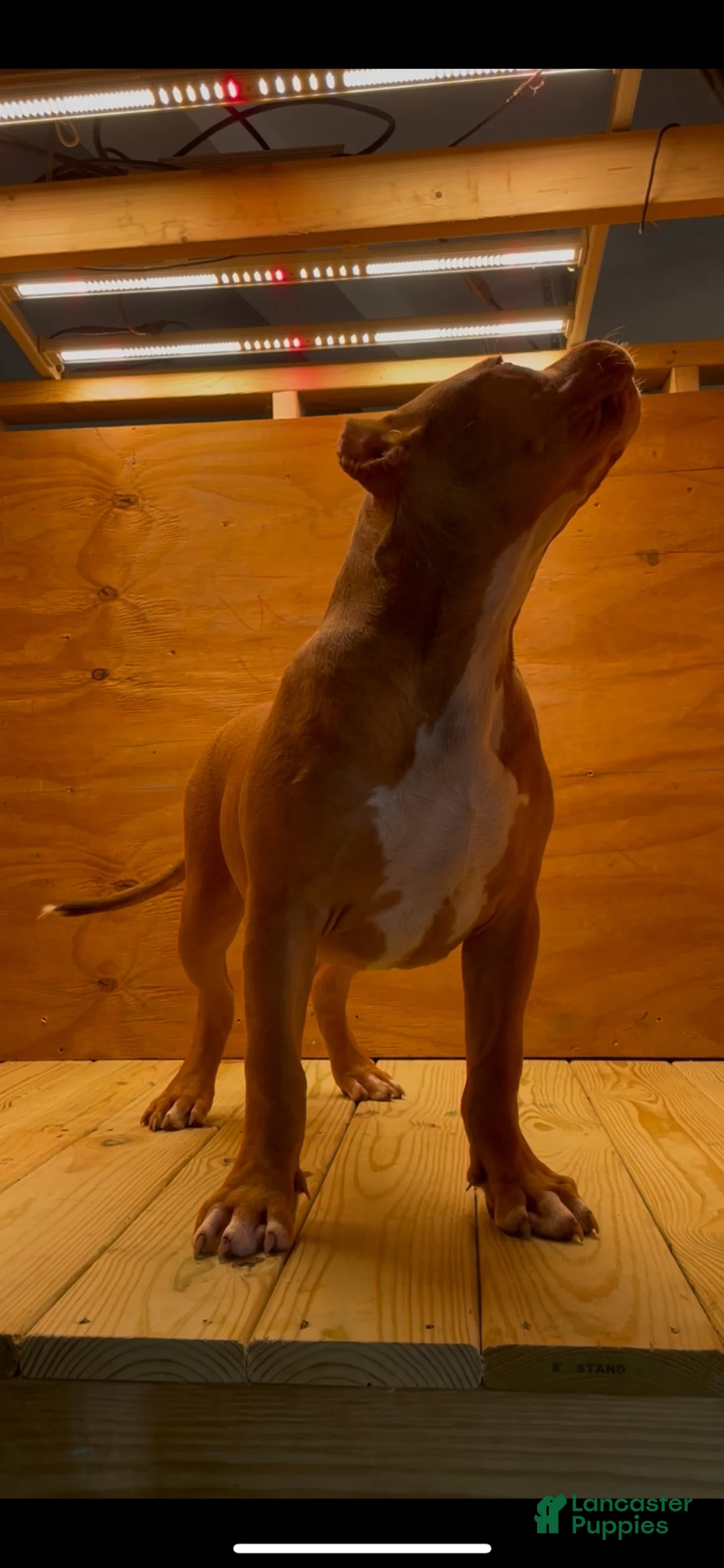 American Bully dogs for stud: Big Suge  - Ad 2