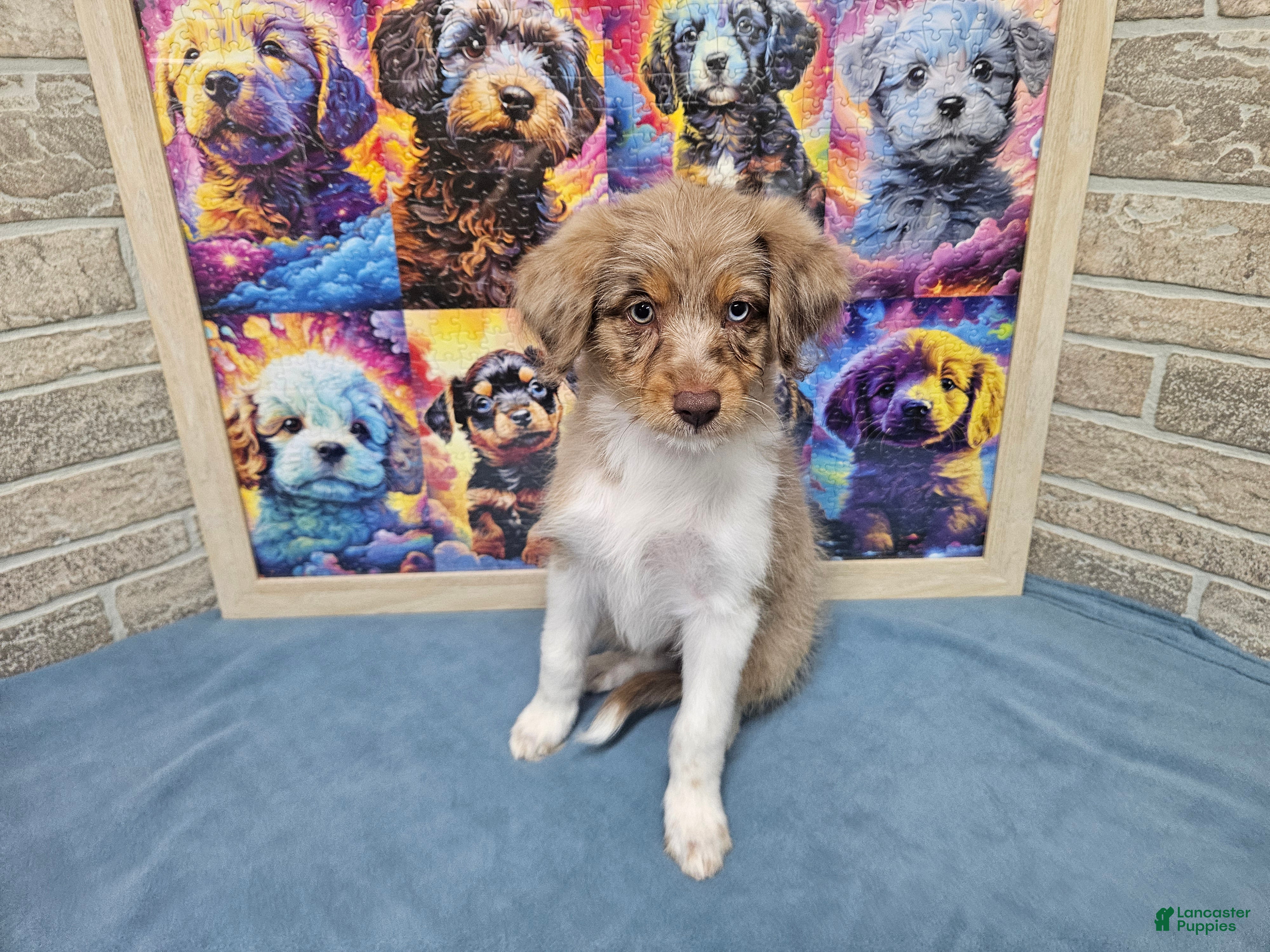 Mini Aussiedoodle dogs F1 Raspberry - Ad 14