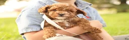Toy Poodle dogs for sale: Reese - Ad 9