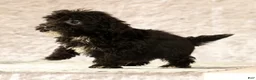Havapoo dogs for sale: Koby - Ad 4