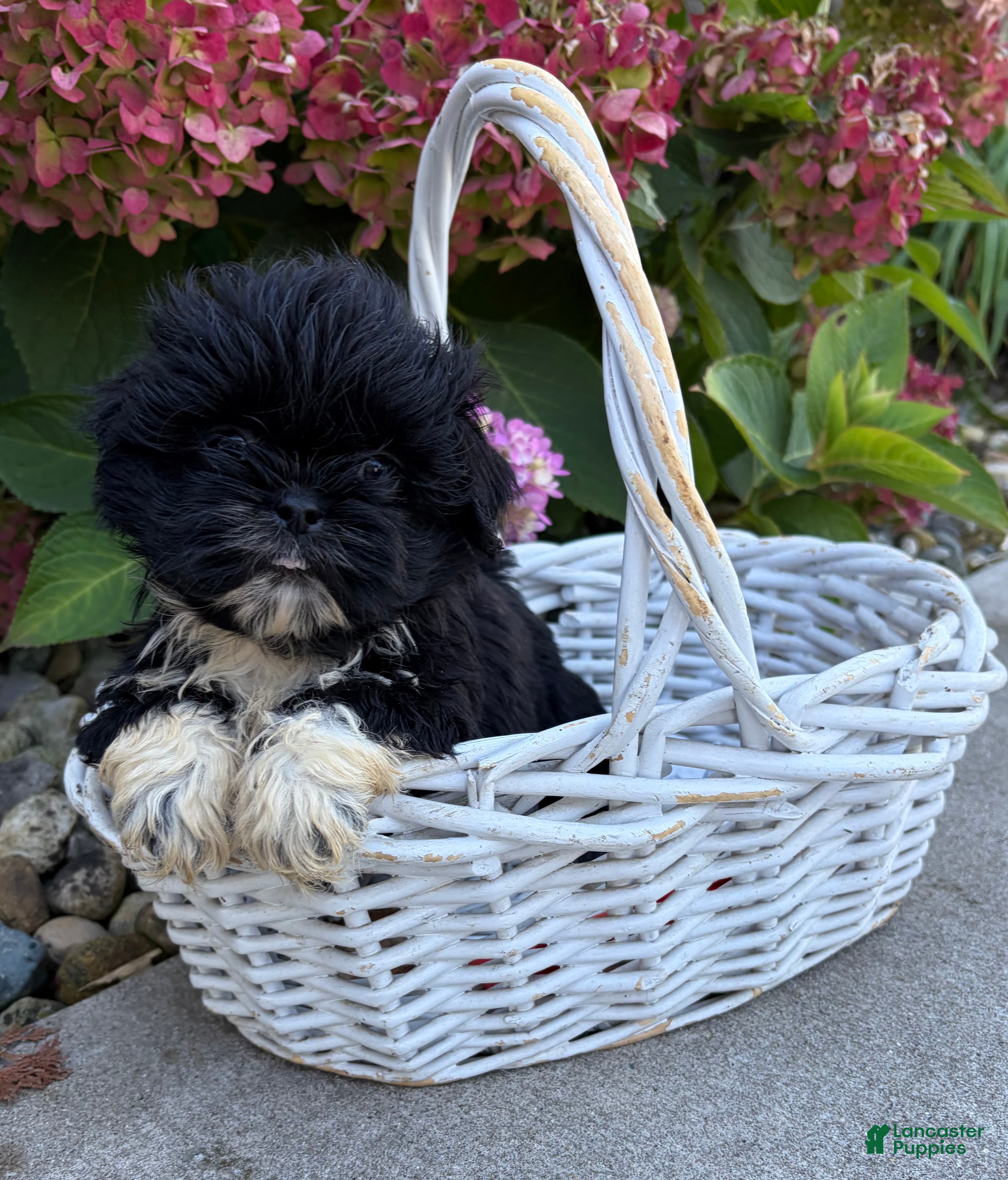 Shih Tzu dogs for sale: Opal - Ad 2