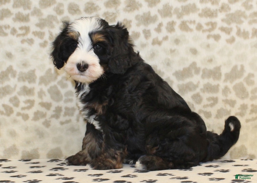 Mini Bernedoodle dogs for sale: Nelson - Ad 4
