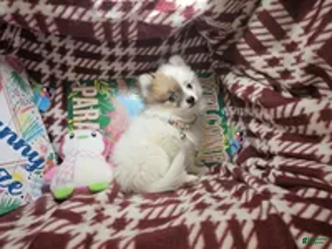 Pomeranian dogs for sale: Torya (small) - Ad 1
