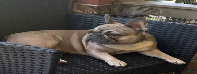 Gucci Mama