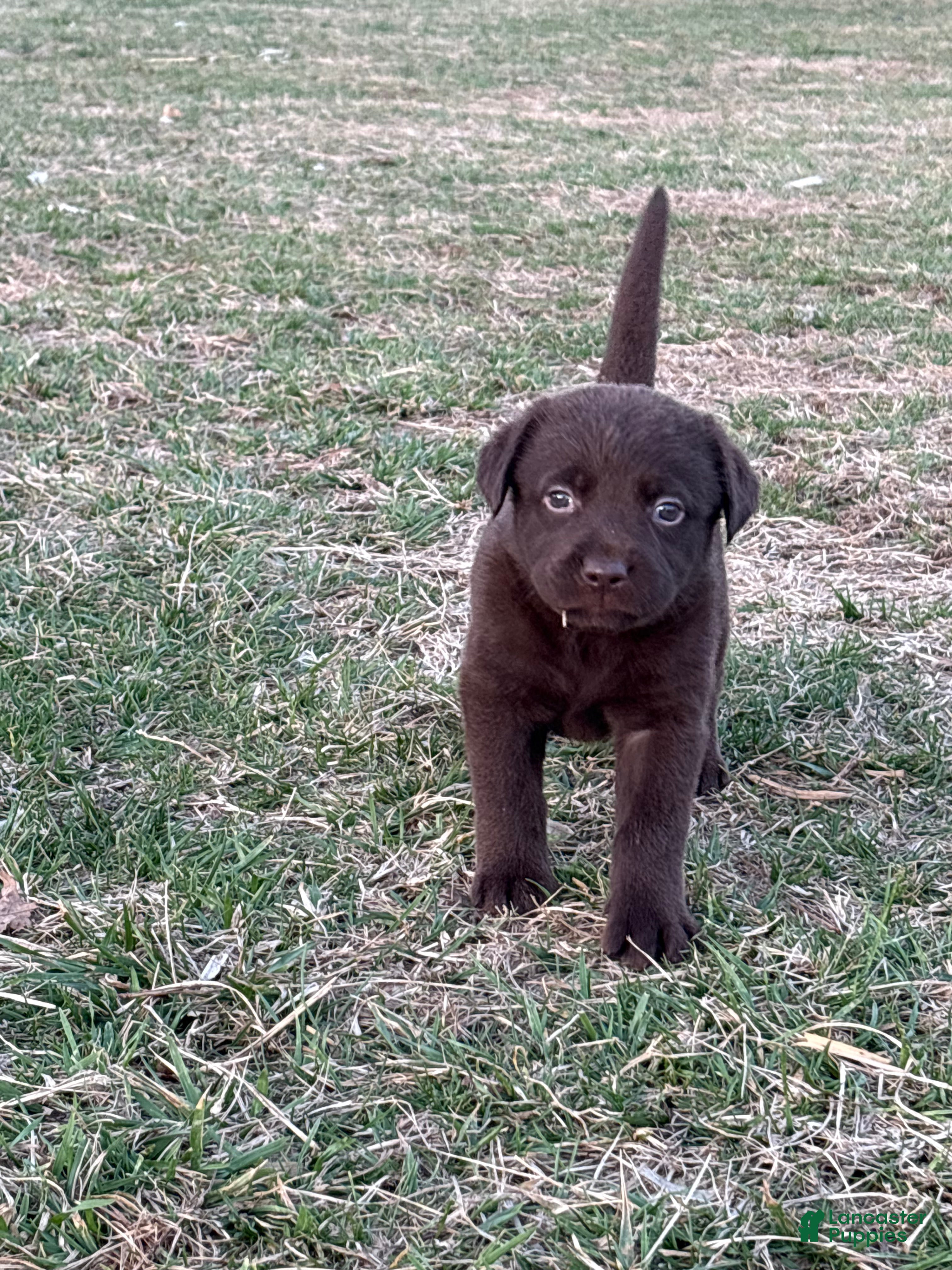 Labrador Retriever dogs Labrador Retriever Puppy 4 - Ad 25