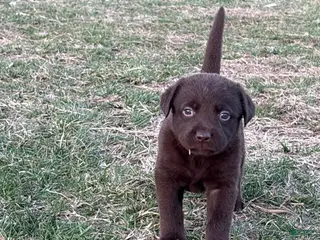 Labrador Retriever dogs Labrador Retriever Puppy 4 - Ad 3