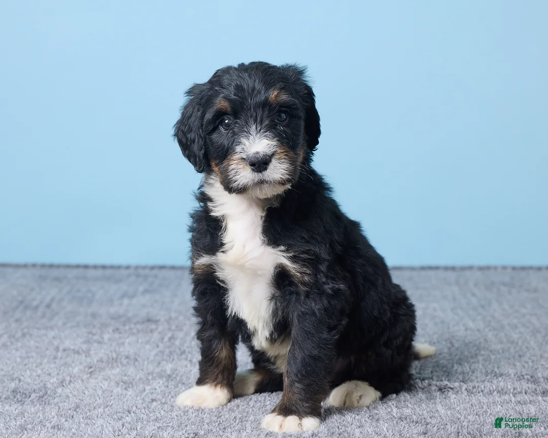 Bernedoodle dogs for sale: Heather - Ad 5