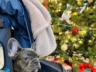 French Bulldog dogs MISO - Ad 40