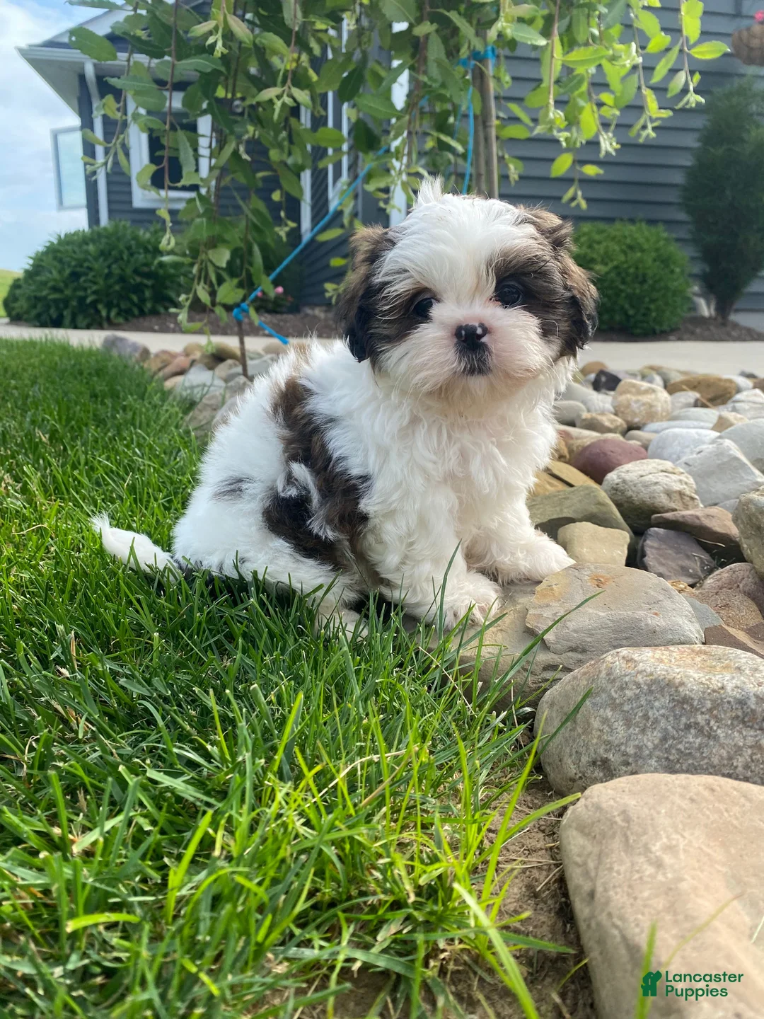 Shih Tzu dogs for sale: Tommy - Ad 2