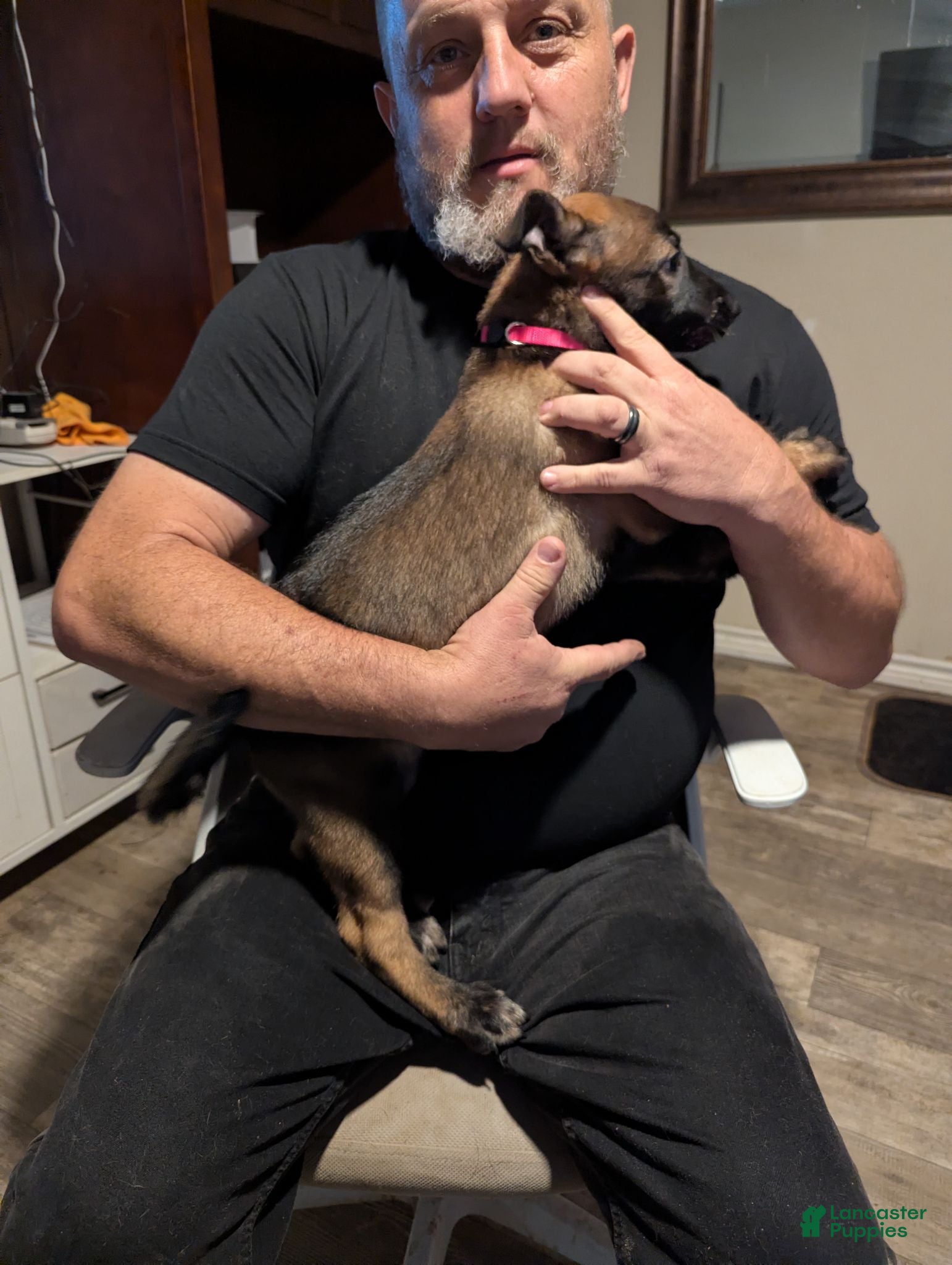 Belgian Malinois dogs Aceitha (pink collar) - Ad 2