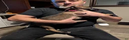 Belgian Malinois dogs for sale: Aceitha (pink collar) - Ad 2