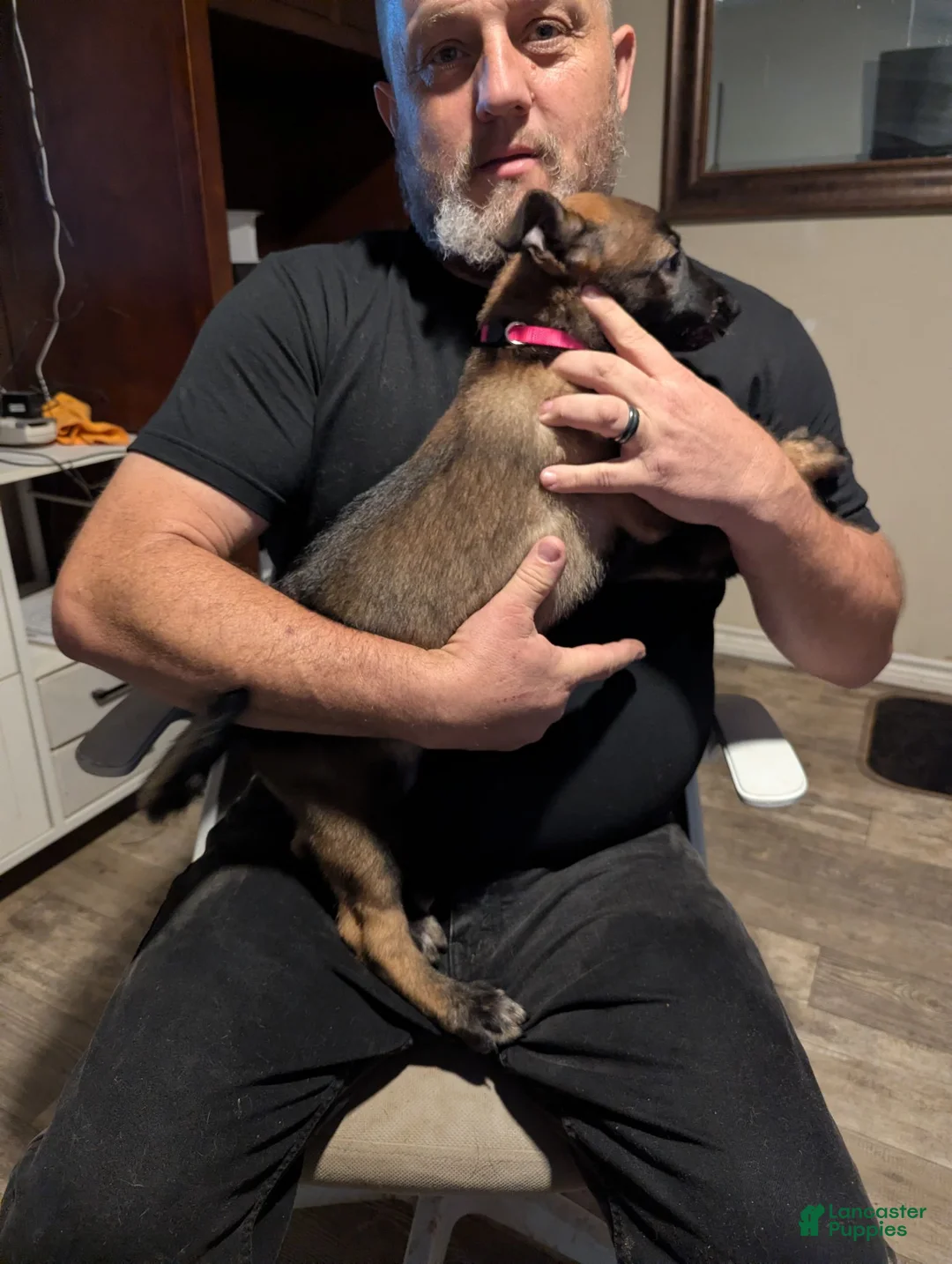 Belgian Malinois dogs for sale: Aceitha (pink collar) - Ad 2