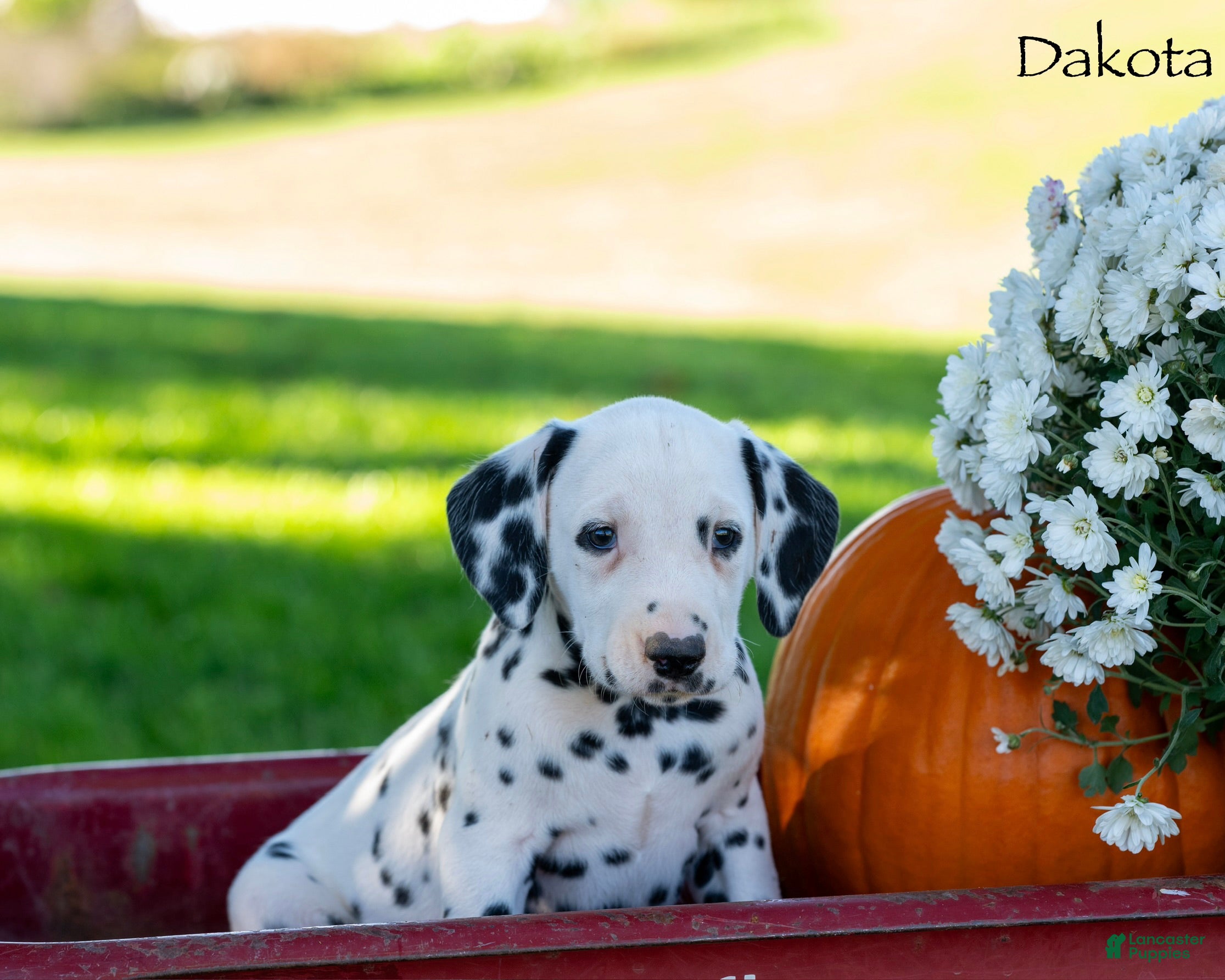 Dalmatian dogs Dakota - Ad 1