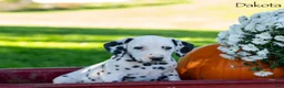 Dalmatian dogs for sale: Dakota - Ad 1