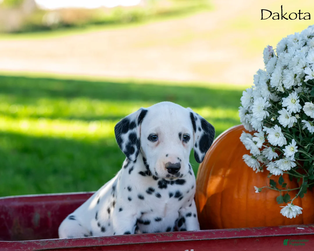 Dalmatian dogs for sale: Dakota - Ad 1