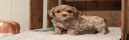 Cockapoo dogs for sale: Ezi - Ad 7