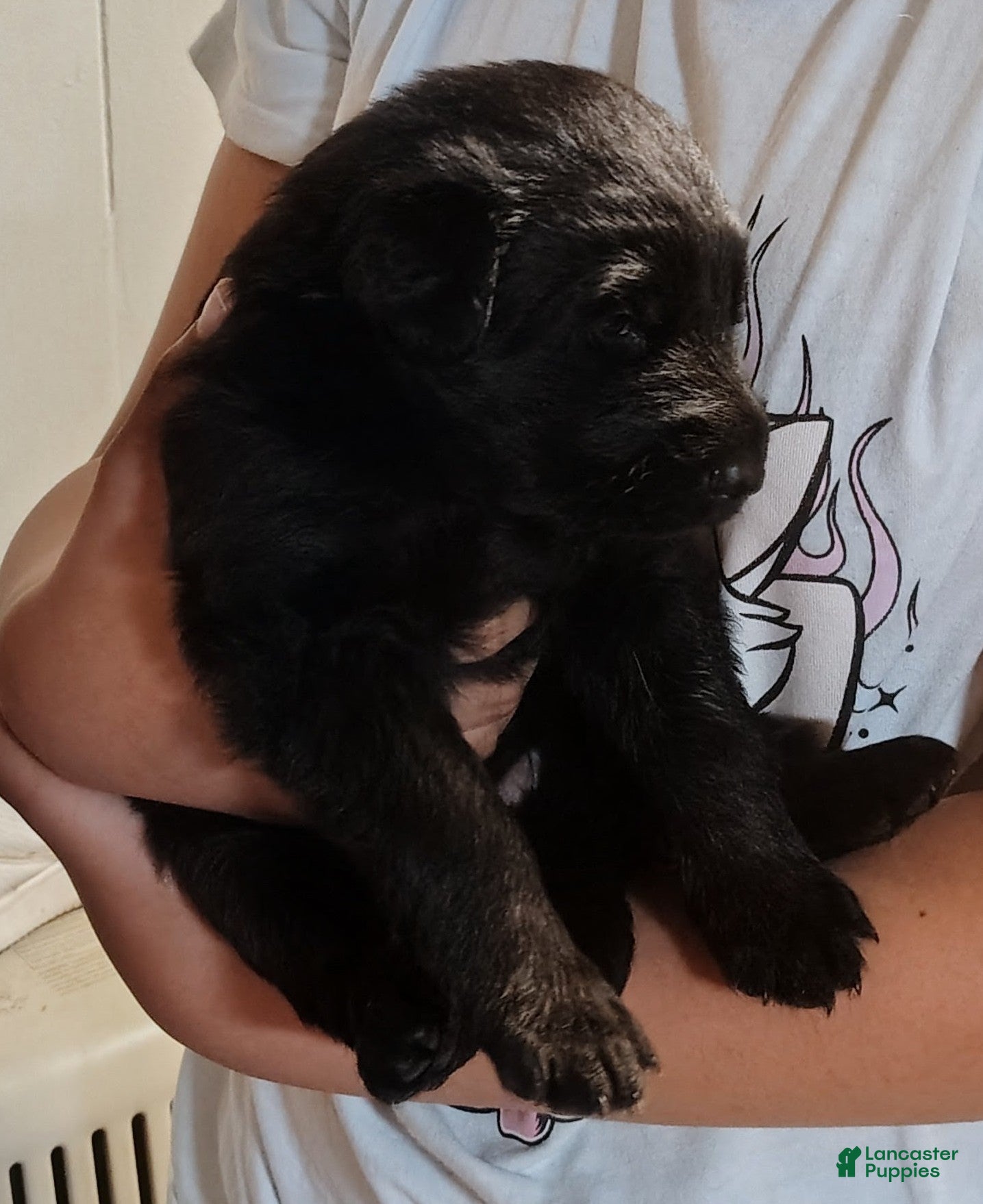 German Shepherd dogs German Shepherd Puppy 4 - Ad 2