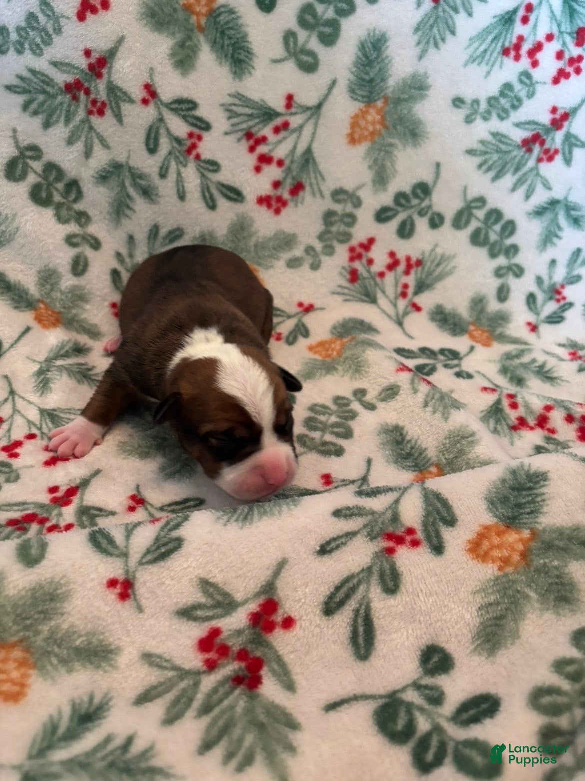 Mixed Breed dogs Stella - Ad 14