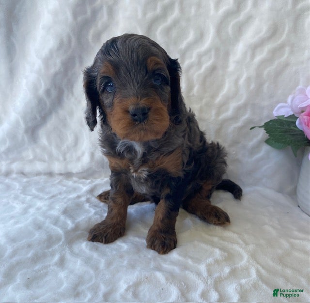 Cavapoo dogs Noah- blue merle - Ad 2