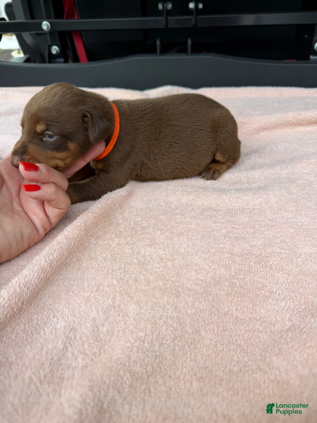 Doberman Pinscher dogs for sale: Doberman Pinscher Puppy 11 - Ad 2