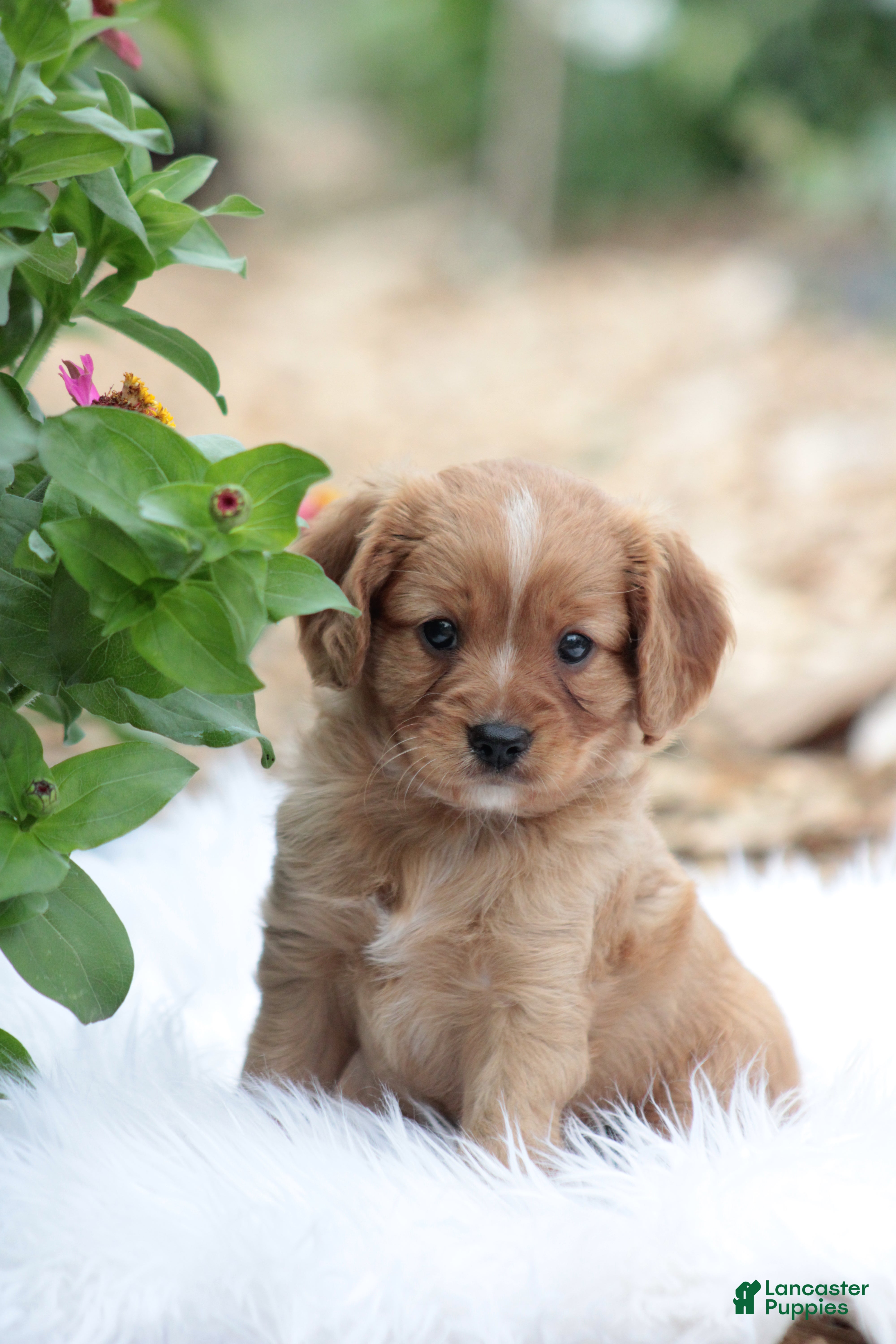 Cavapoo dogs for sale: Tosco - Ad 3