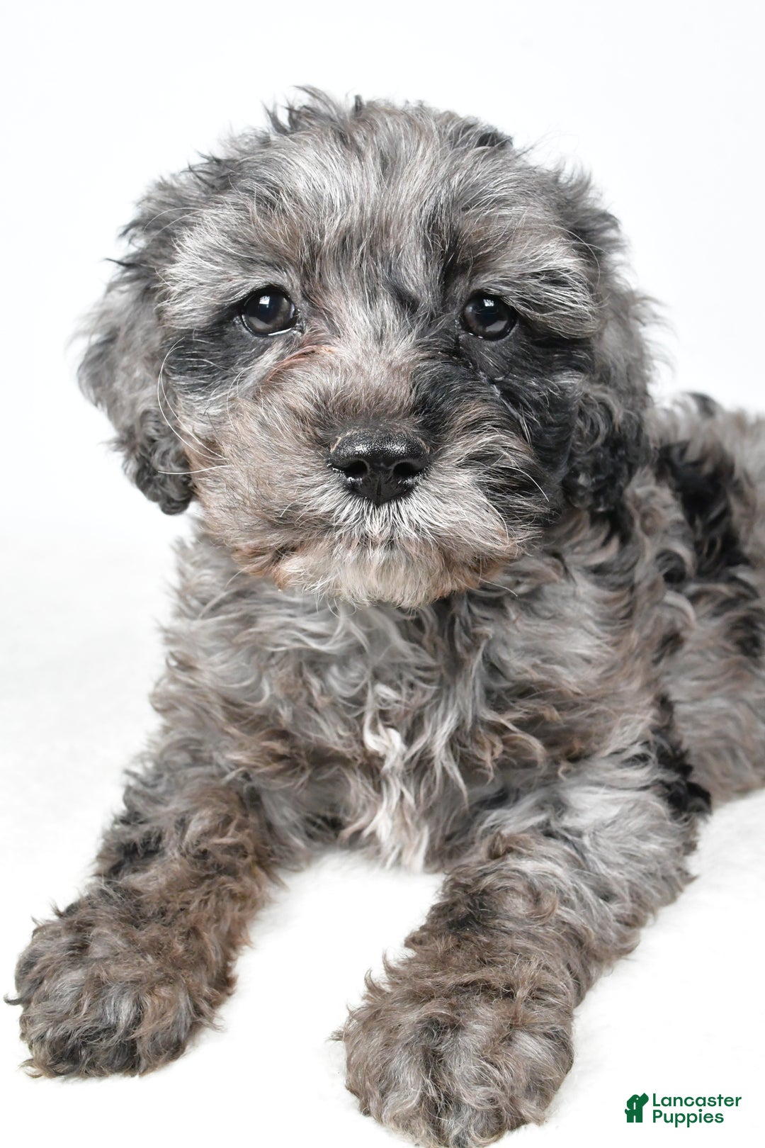 Cockapoo dogs for sale: Kelly - Ad 6