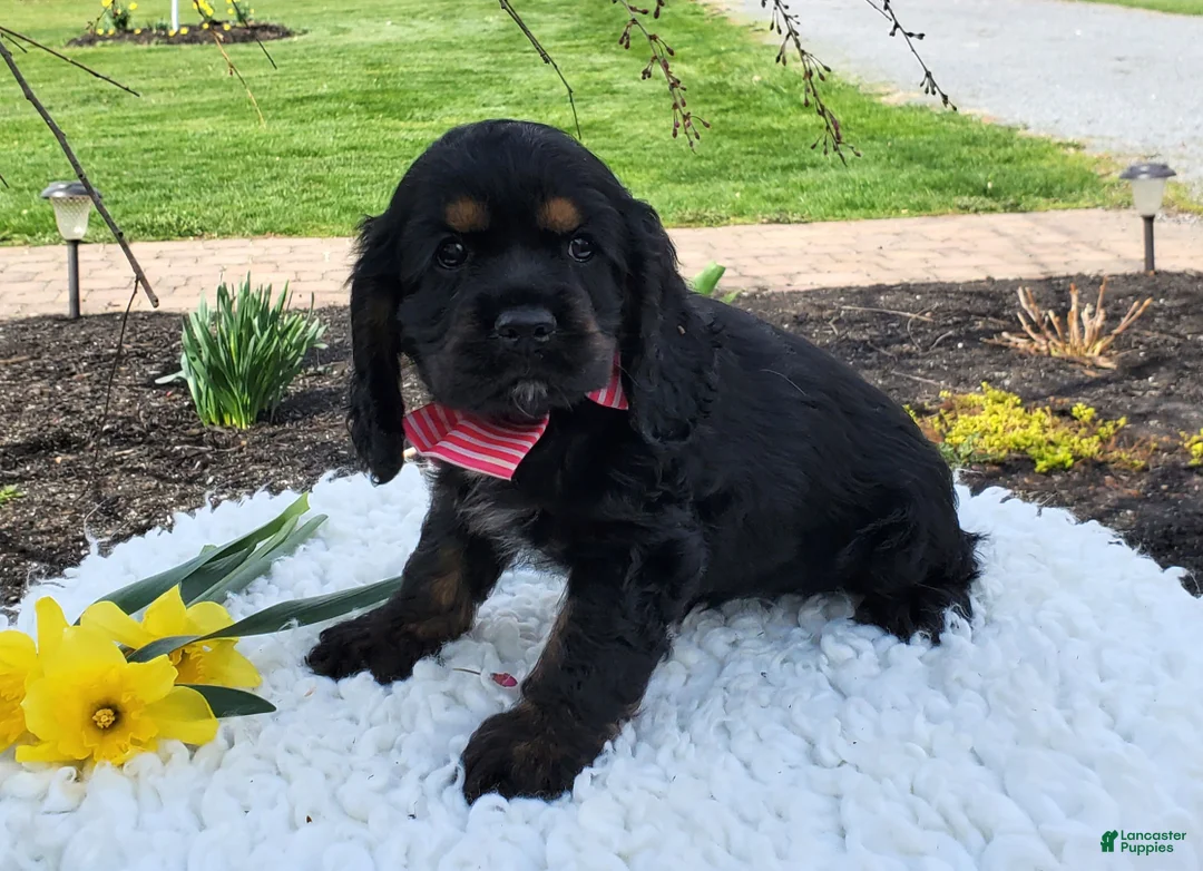 Cocker Spaniel dogs for sale: Daisy - Ad 2