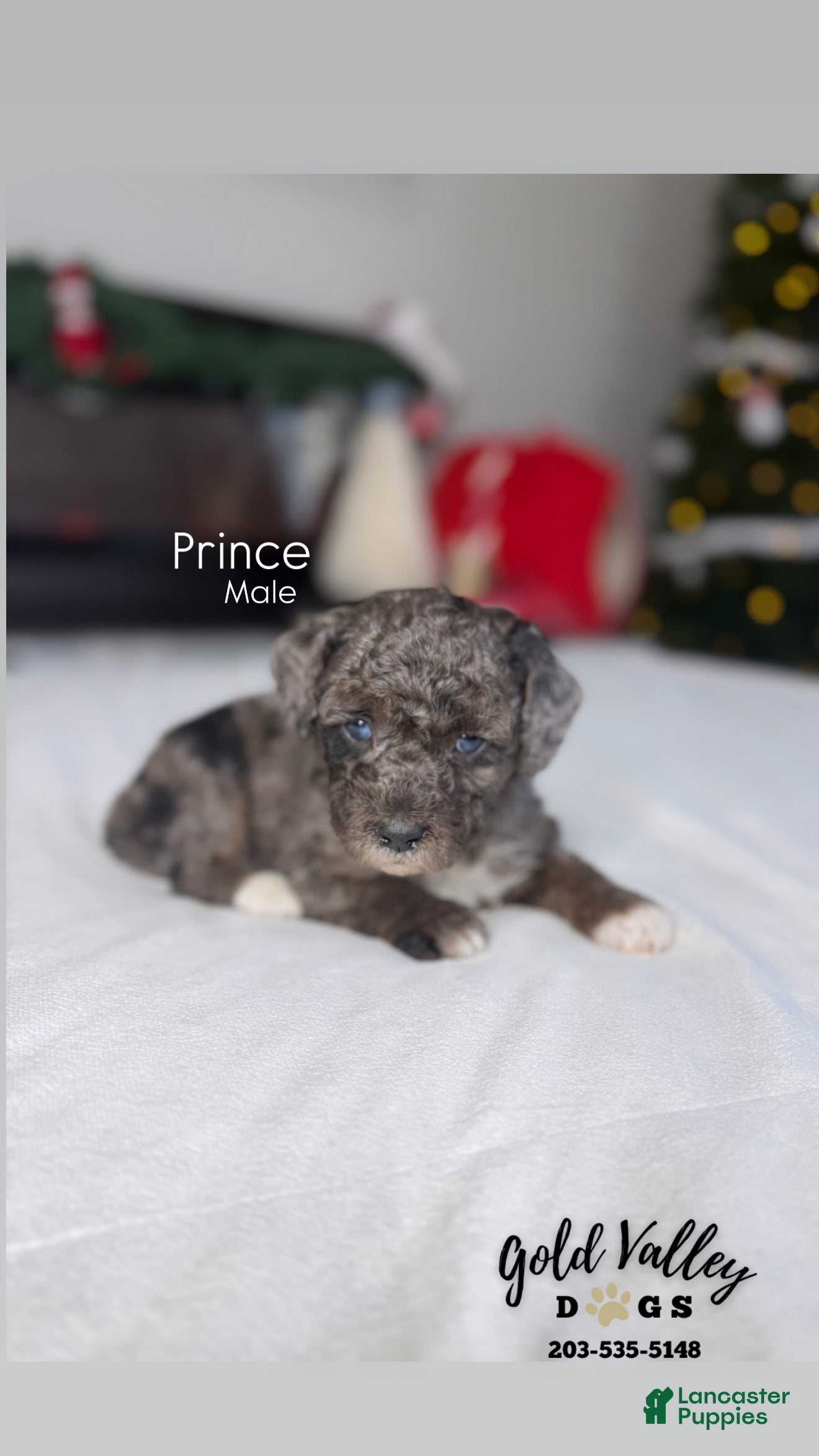 Mixed Breed dogs PRINCE - Ad 6