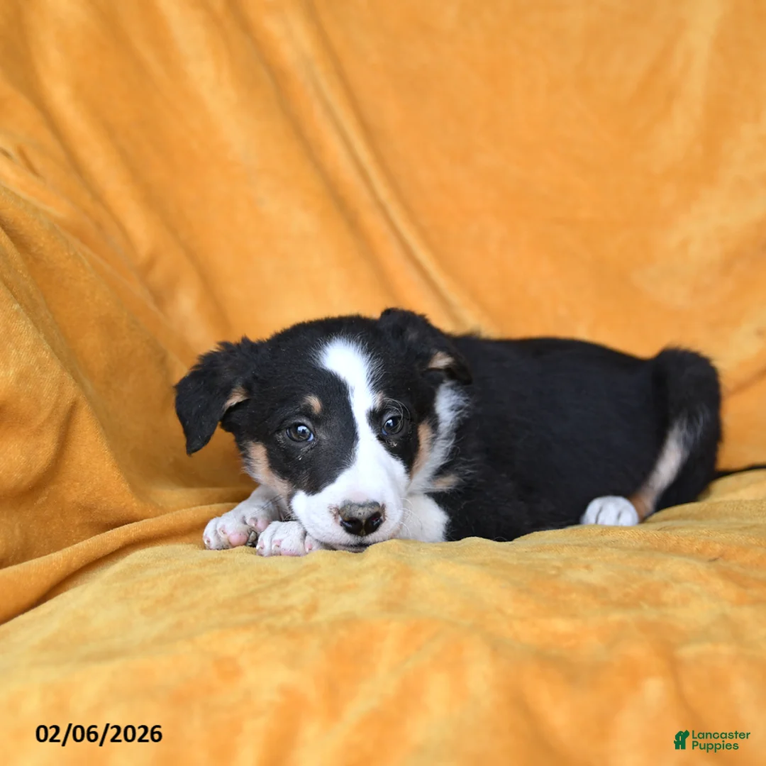 Border Collie dogs for sale: Waffles - Ad 3