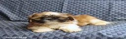 Shih Tzu dogs for sale: Chase - Ad 4