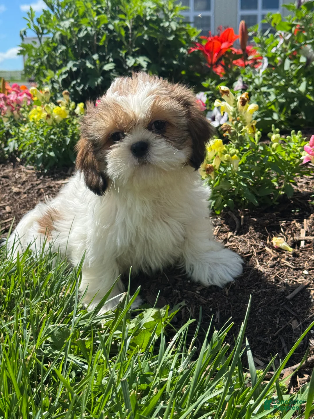 Shih Tzu dogs for sale: Sophie  - Ad 4