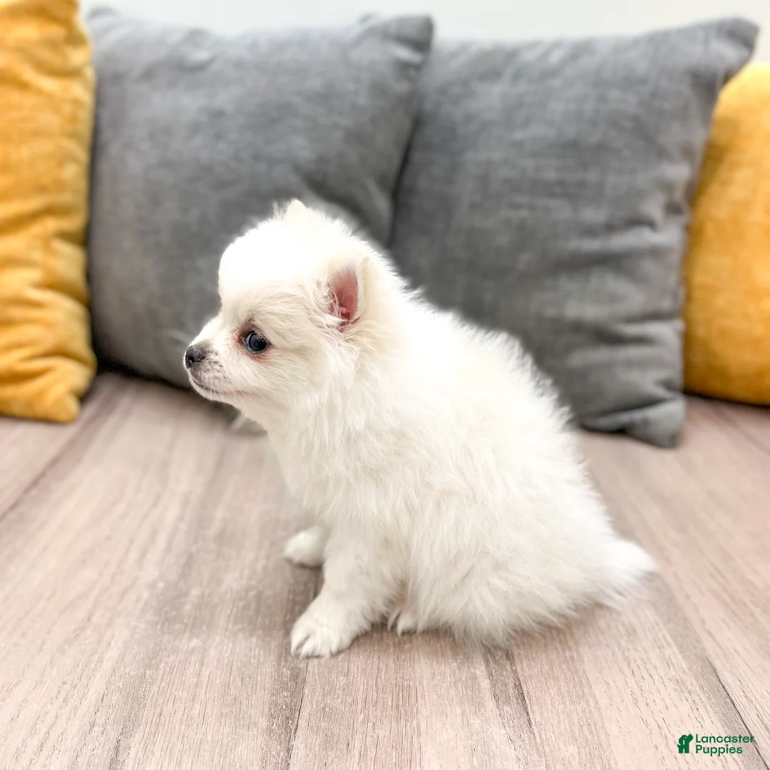 Pomeranian dogs for sale: Sparky - Ad 4