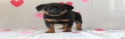Rottweiler dogs for sale: Bella - Ad 1