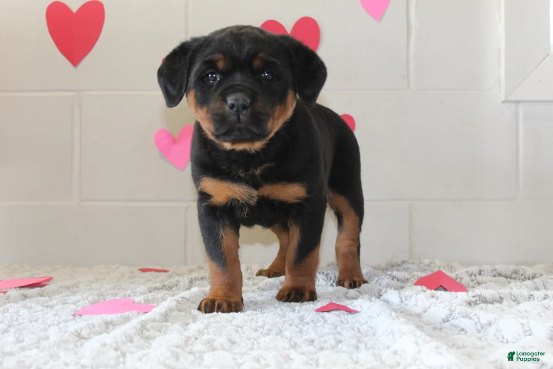 Rottweiler dogs for sale: Bella - Ad 1