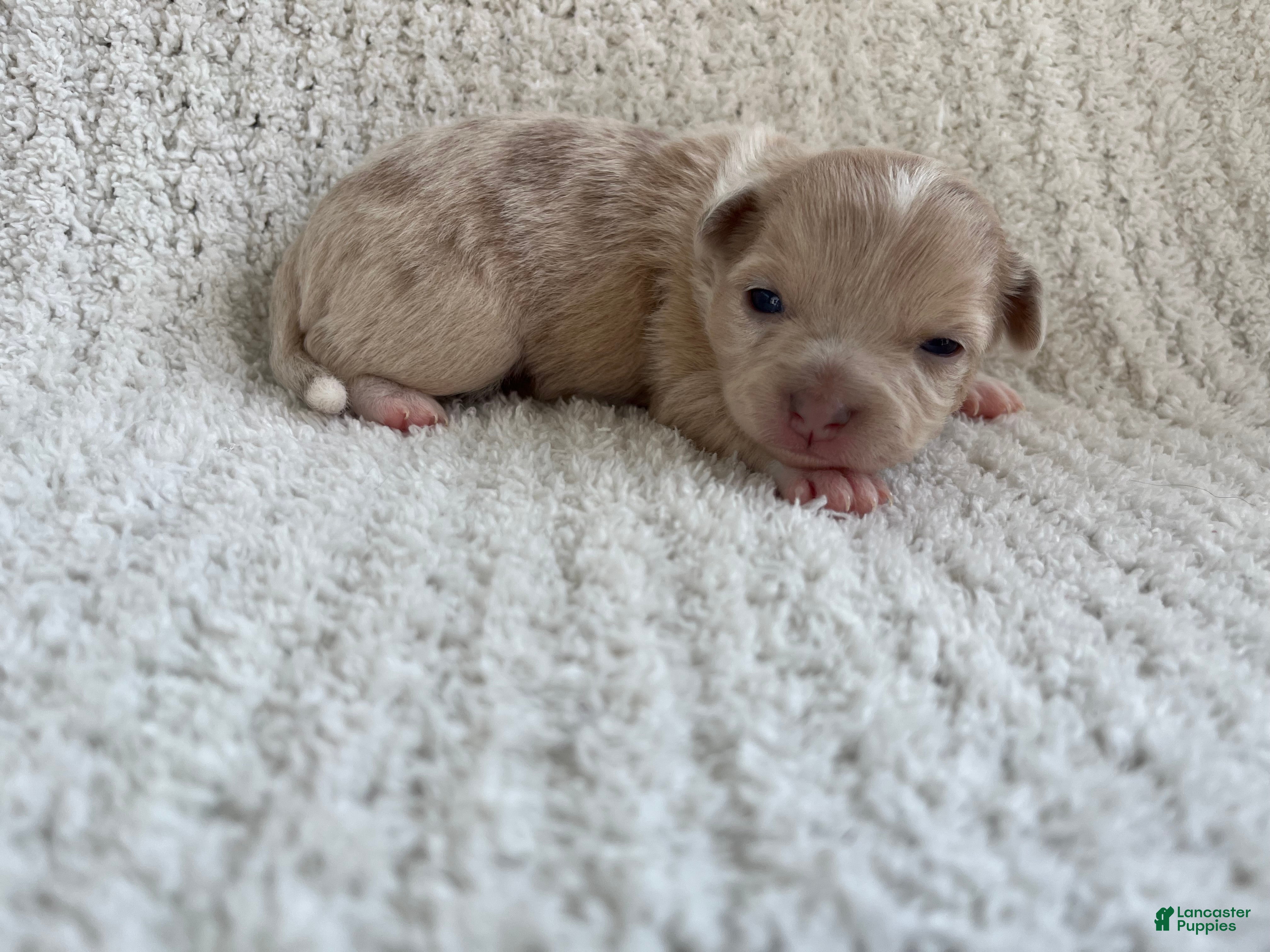 Chihuahua dogs Ashley - Ad 2