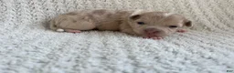 Chihuahua dogs for sale: Ashley - Ad 2
