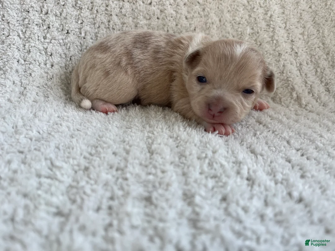 Chihuahua dogs for sale: Ashley - Ad 2