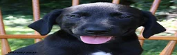 Mixed Breed dogs for sale: Spot - Ad 5
