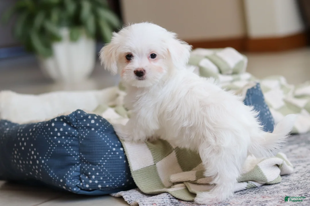 Morkie dogs for sale: Holly - Ad 3