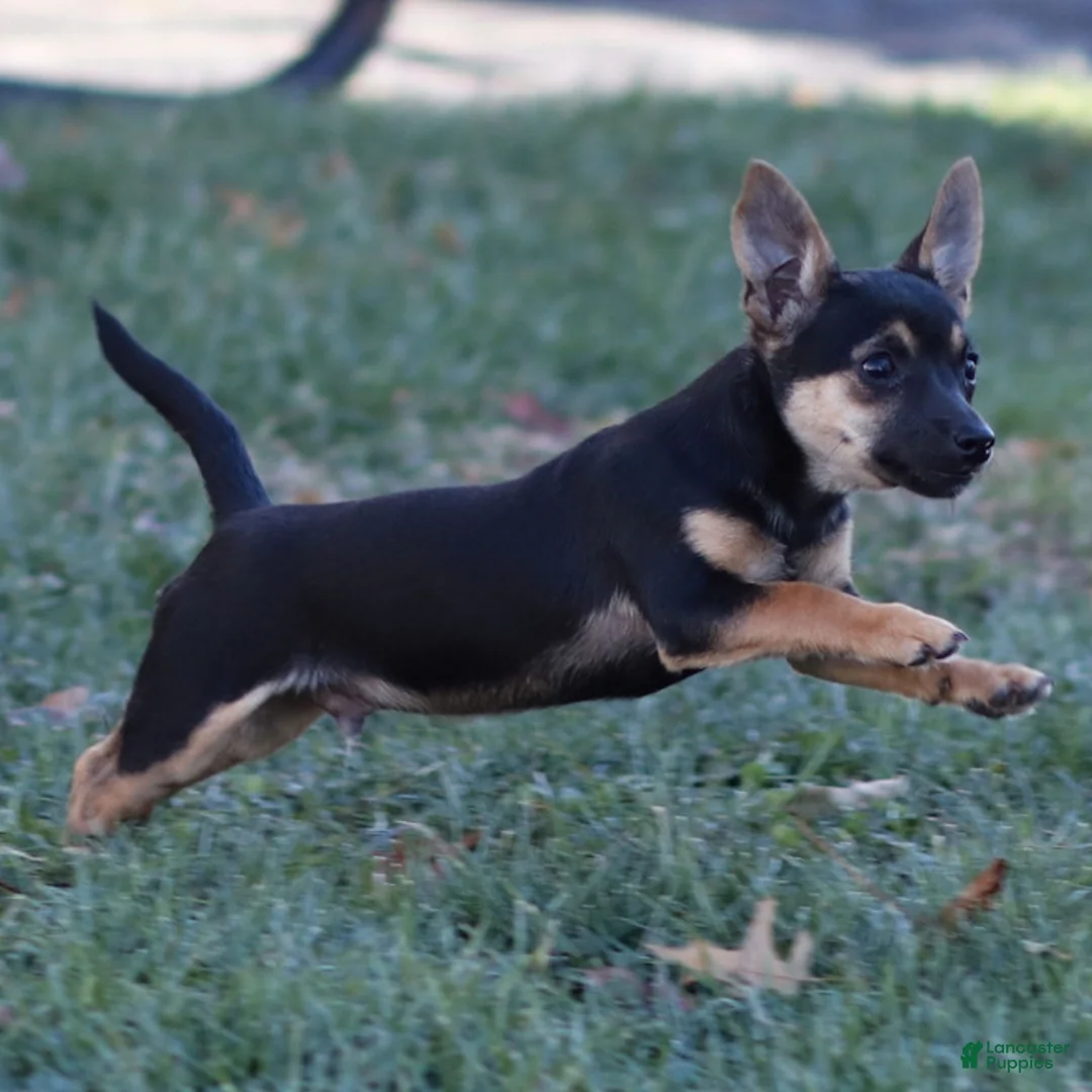 Chihuahua dogs for sale: Preston - Ad 8