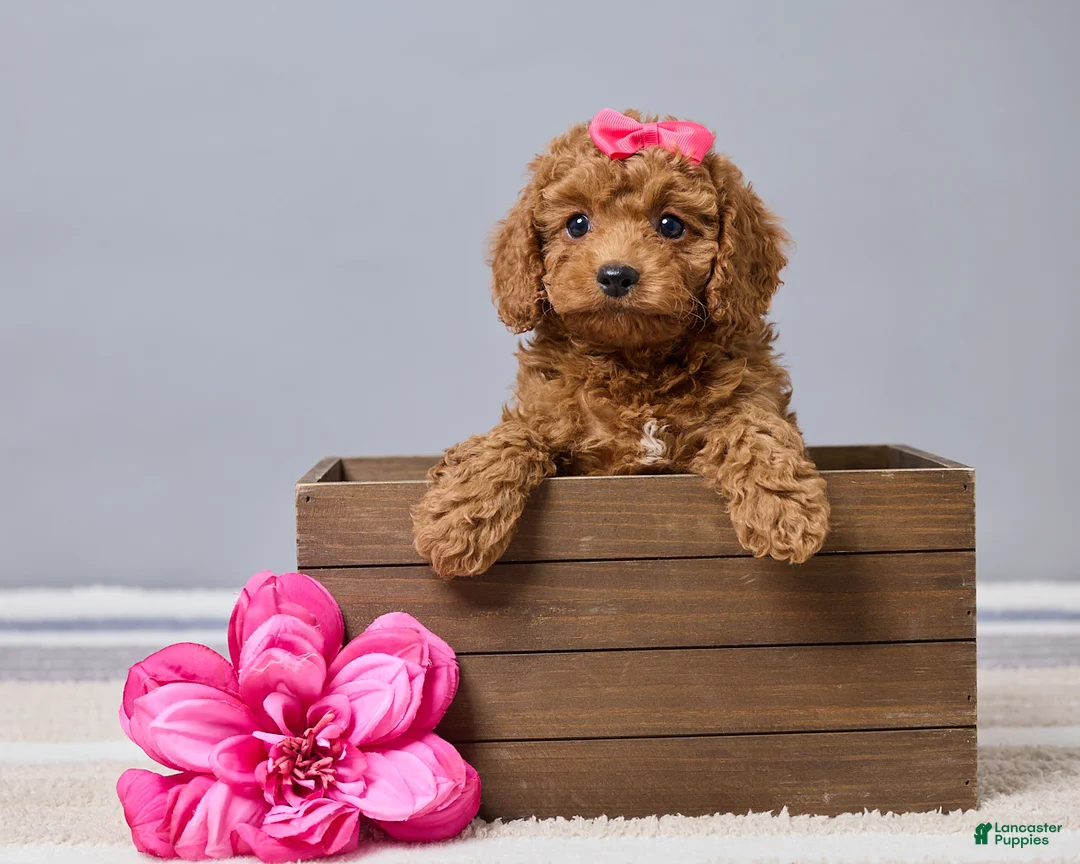 Cavapoo dogs for sale: Bella - Ad 1