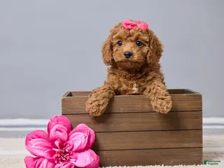Cavapoo dogs for sale: Bella - Ad 1