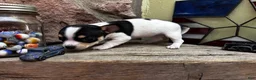 Chihuahua dogs for sale: 🐾Lisa~Tricolor Chihuahua - Ad 2