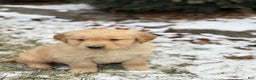 Golden Retriever dogs for sale: Sunny - Ad 4