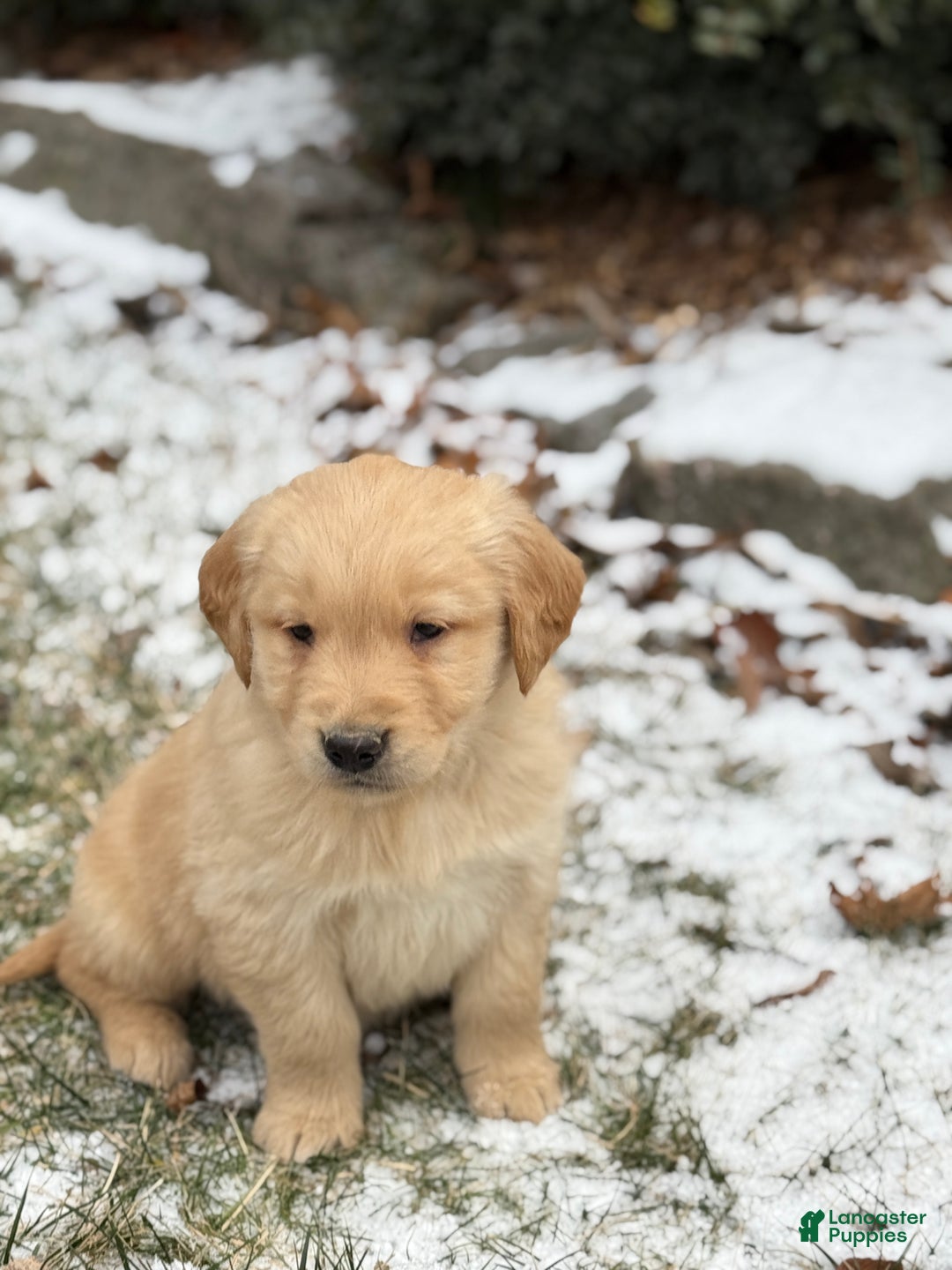 Golden Retriever dogs for sale: Sunny - Ad 4