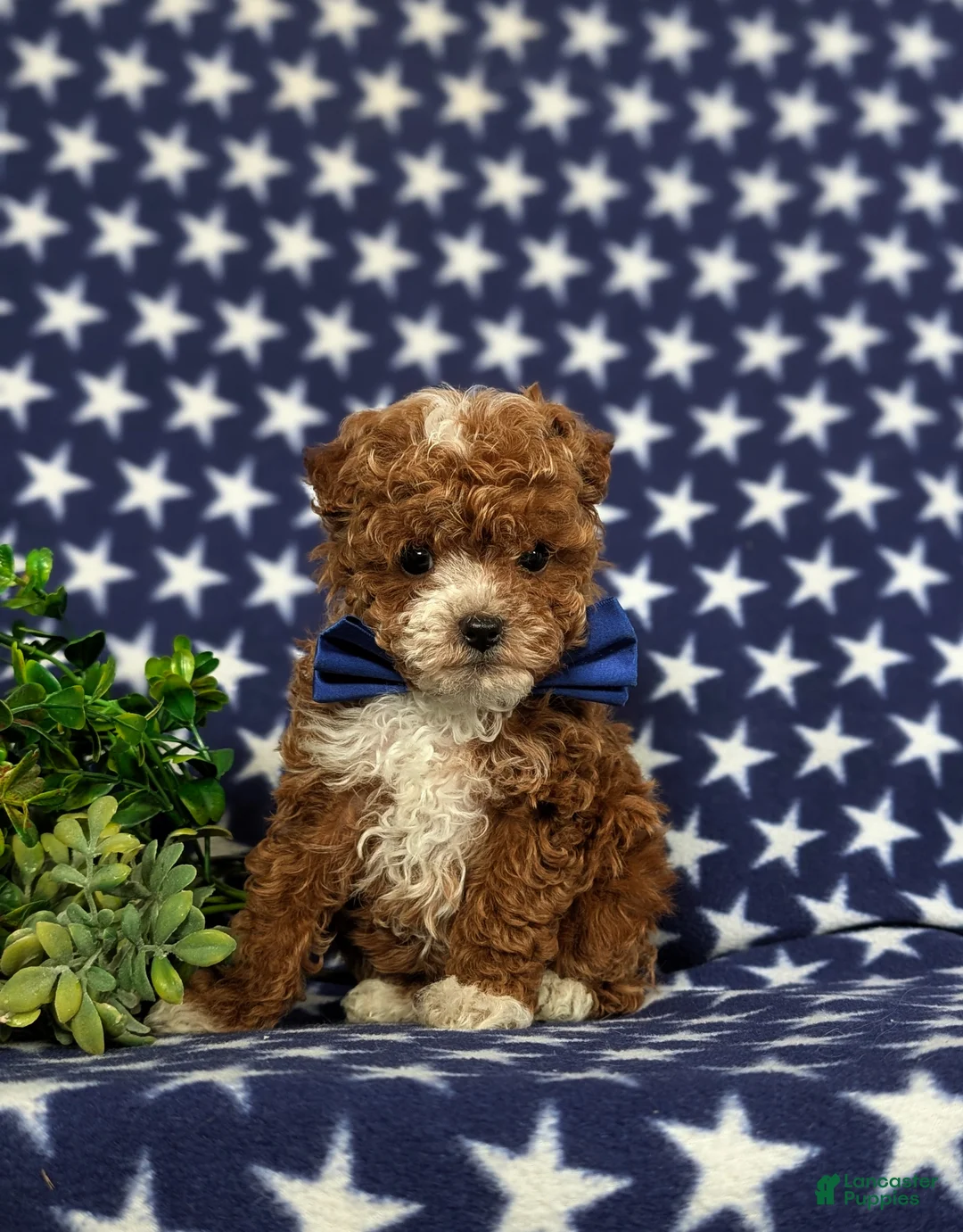 Toy Poodle dogs for sale: Easton - Ad 4
